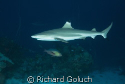 Black tip in waters of Chuuk-Truk Lagoon by Richard Goluch 